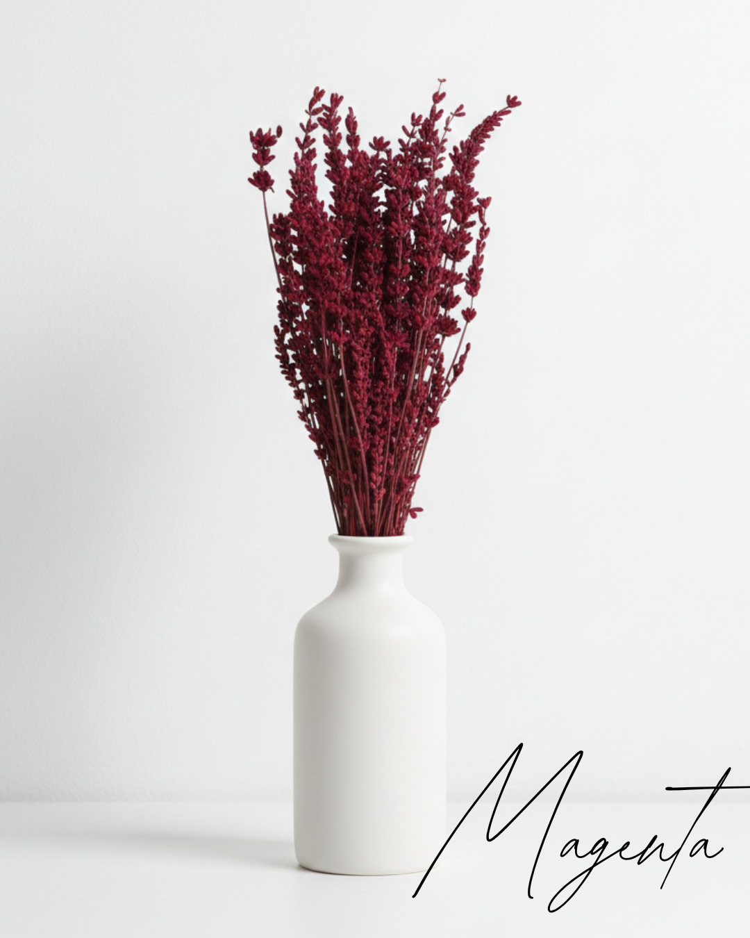 Stabilizovaná levandule magenta